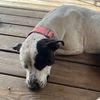 sapphire_the_spoiled_mut
