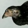 1apenas_eukkj