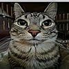 harzem_editz78