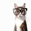 meowmeowmamacita