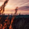 gallay_gull1