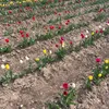 fleurallll