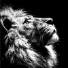 virtual_lion_