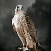 au__253