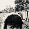 killmyintuision