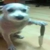 s3cs0_d3_n3gros