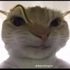 tnhg_wtffgh