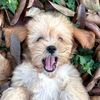 furrypets_ph