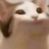 cat_meme123br