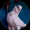 الريسس