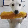 .fghrad