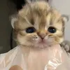 akiuumy