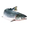 flappysalmon86