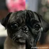 thepugs..2