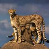 emad.elsaeedy