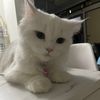 paparpon1