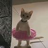 lyy_681517