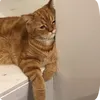 miao_miao84