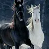 horse_158