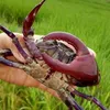 Dương Đồng tháp khờ cua kẹp🦀
