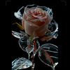 noorfatima00017