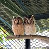 itsowl30