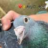 userke0l2xtab7