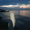 o_cha.a