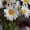 anna_dnepr16