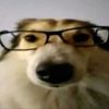 secret_sh4dow