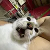 kc_not.found