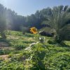 suleiman_a2