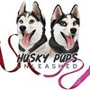 huskypupsunleashed