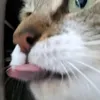 joliekhaleesi