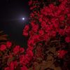 jood_8886