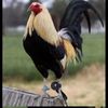 elgallo291