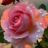 bh_aldulime