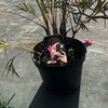kainaya_16