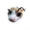 bacon_494
