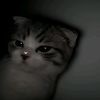 flwer_ana2