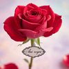_anistela__shan_26