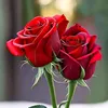 user4525667017967