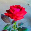 masti.0