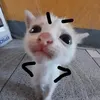 thecactussss