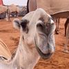عبدالمجيد بن معتق