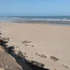 korika801