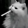 dertyxss