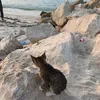 farah_0323
