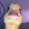 crozotheboz0
