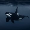 #1 orca lover